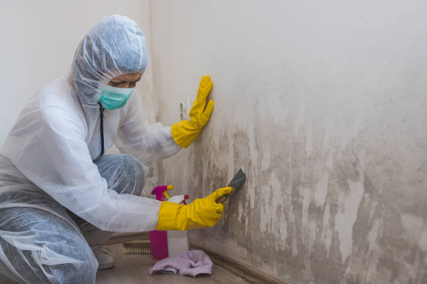 Best Basement Mold Remediation in Botkins, OH