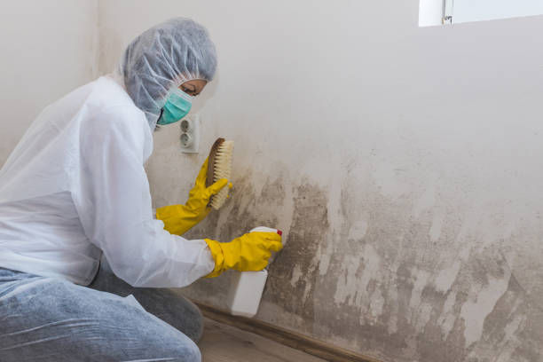 Best Residential Mold Remediation in Botkins, OH