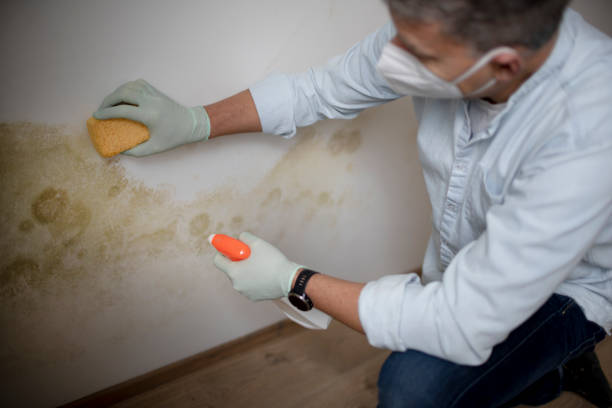 Best Black Mold Remediation in Botkins, OH